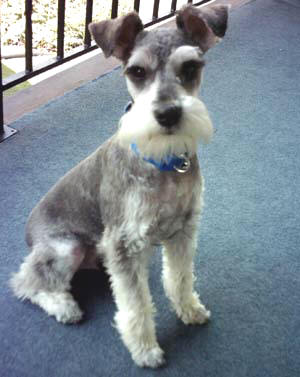 schnauzer pictures depiction