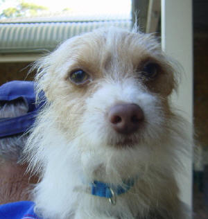 PAWS - Rescued by Ronda and in foster care in the Hunter Valley area ...